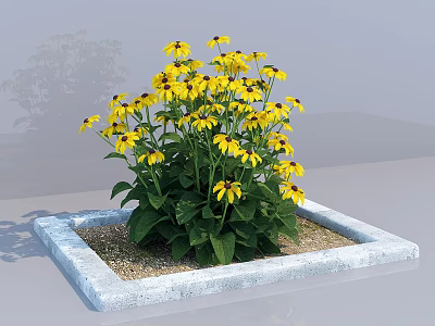 Yellow Flowers with Dark Centers and Green Leaves in Square Stone Planter 3d model