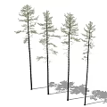 Tall Slender Arbor Trees In Row With Green Foliage And Long Shadows