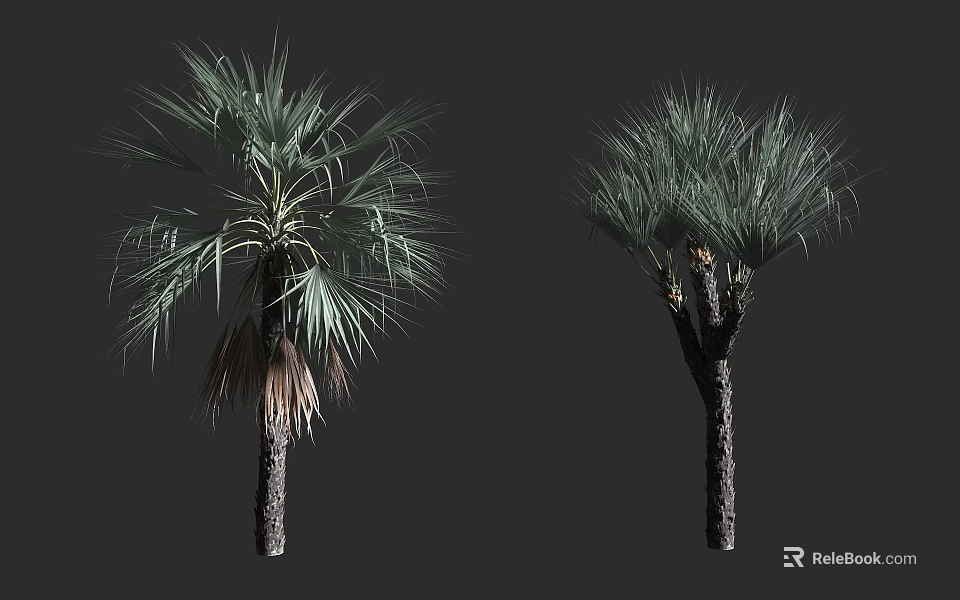 Two Tall Palm Trees With Lush Green Fronds And Unique Trunk Shapes 3d model 