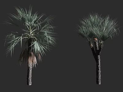 Two Tall Palm Trees With Lush Green Fronds And Unique Trunk Shapes 3d model