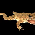 Frog bullfrog scan frog scan bullfrog reptile 3d model