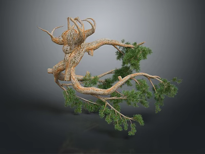 Pine Tree Branch with Twisted Trunk and Green Needles Isolated on Dark Background 3d model