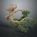 Pine Tree Branch with Twisted Trunk and Green Needles Isolated on Dark Background 3d model
