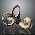3D Rendered Inner Ear Anatomy Model With Colored Structures And Cochlea