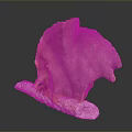 Pink And Orange Scallop With Textured Shell On White Base And Black Background