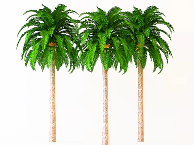 Three Palm Trees With Lush Green Fronds And Smooth Trunk In Garden 3d model