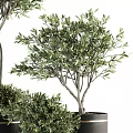 Indoor Potted Olive Trees and Bushes in Black Pots with Gold Accents for Home Decor
