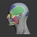 Medical Device Anatomical Head Model With Colorful Facial Muscle Display For Education
