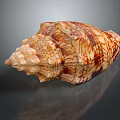 Patterned Brown And White Spiral Shell Decorative Ornament Set With Pointed Tip On Reflective Surface 3d model