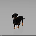 3D Rendered Realistic Black and Tan Dachshund Standing on Shiny Floor with Gray Background