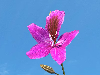 Pink Flower With Red Stripes In Vase Against Blue Sky Background And Bud 3d model