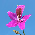 Pink Flower With Red Stripes In Vase Against Blue Sky Background And Bud
