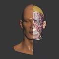 Human Head Anatomy Model Showing Skull Muscles And Blood Vessels For Medical Study