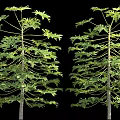 Two Papaya Trees with Lush Green Leaves and Straight Trunks on Black Background
