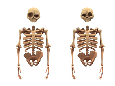 Human Skeleton Limb Organs Anatomical Structure Showing Arm And Leg Bones 3d model