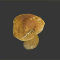 Fresh Orange Mushroom With Smooth Cap And Sturdy Stem On Black Surface 3d model