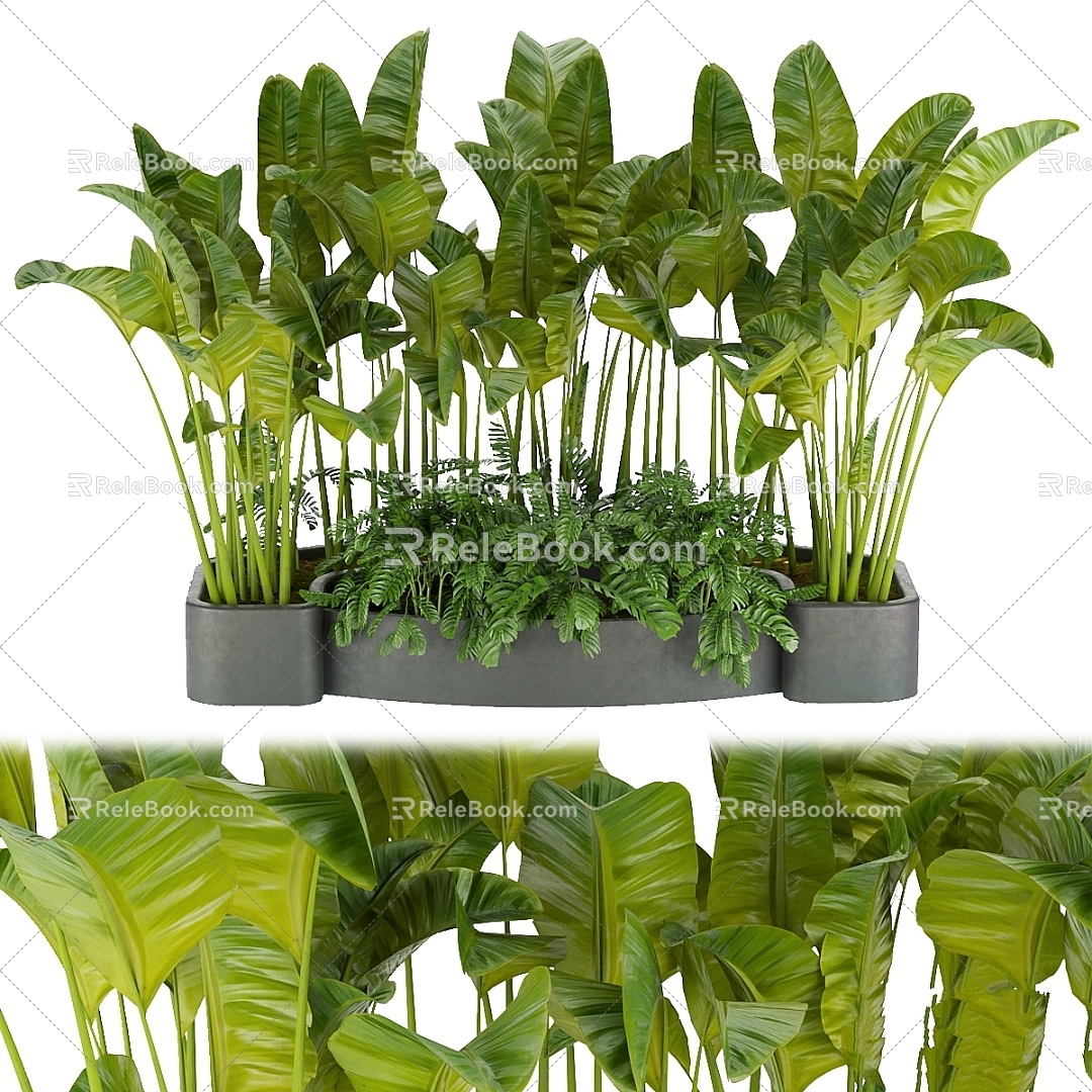 Modern Other Bird Paradise Plants Artificial Preserved Area 3d model