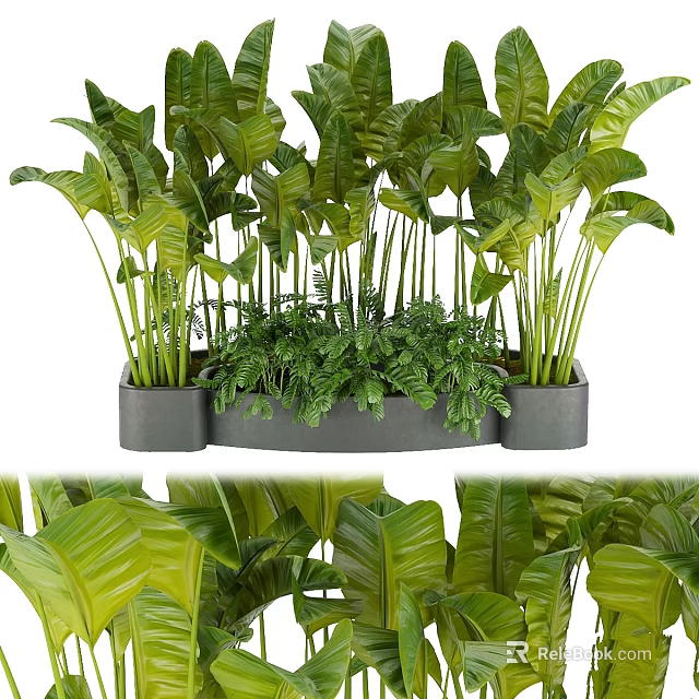 Lush Green Tropical Plants with Broad Leaves in Modern Gray Planters for Home Indoor Decor 3d model 