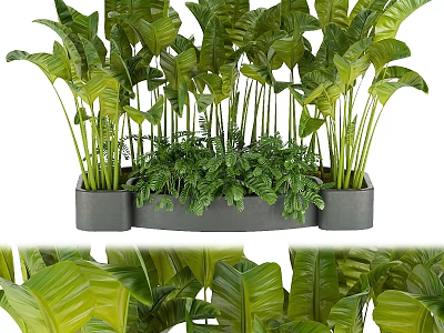 Lush Green Tropical Plants with Broad Leaves in Modern Gray Planters for Home Indoor Decor 3d model