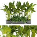 Lush Green Tropical Plants with Broad Leaves in Modern Gray Planters for Home Indoor Decor
