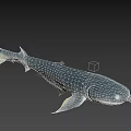Detailed Gray Shark With Yellow Fins Smooth Body And Lifelike Aquatic Animal Eyes
