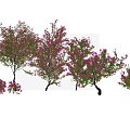 Lush Climbing Vine Plants With Pink Flowers And Green Leaves Against White Background