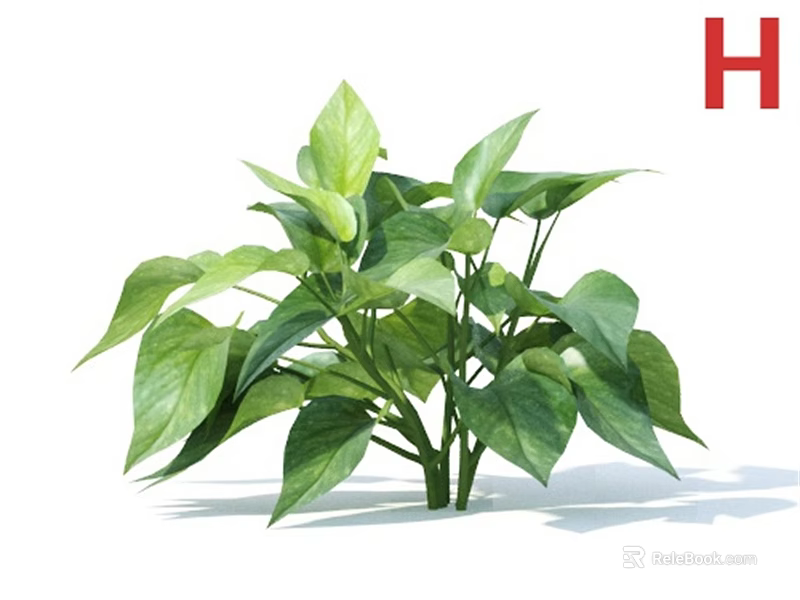 Lush Green Indoor Plant With Healthy Large Leaves For Home Decoration 3d model 