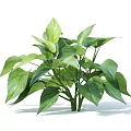 Lush Green Indoor Plant With Healthy Large Leaves For Home Decoration