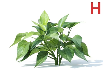 Lush Green Indoor Plant With Healthy Large Leaves For Home Decoration 3d model