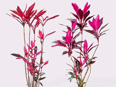 Vibrant Red Pink Shrubs With Tall Stems And Colorful Leaves 3d model