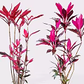 Vibrant Red Pink Shrubs With Tall Stems And Colorful Leaves