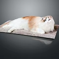 Fluffy Ragdoll Cat Lying Relaxed On Wooden Board With Soft Fur