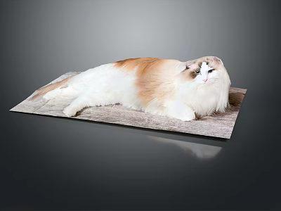 Modern cat kitten flower cat domestic cat wild cat stray cat 3d model