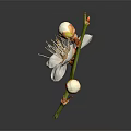 Blooming White Flower With Petals Stamens And Buds On Brown Branch Gray Background