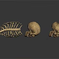 Animal Skeletons And Skulls Display On White Background With Detailed Structure