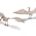Two Flying Birds With Spread White Wings And Pink Bodies In Mid Flight