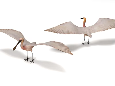 Two Flying Birds With Spread White Wings And Pink Bodies In Mid Flight 3d model