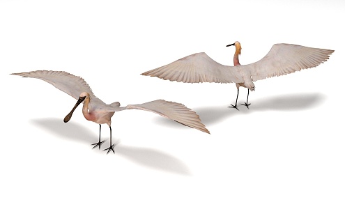 Modern Black-faced Spoonbill Egret 3d model