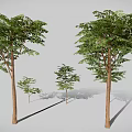 Different Sizes of Trees with Lush Green Leaves and Brown Trunks Displaying Various Growth Stages