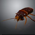 Shiny Reddish Brown Cockroach With Long Antennae And Reflection On Dark Background