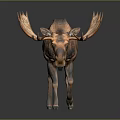 Moose with large antlers and brown fur standing on plain gray background with reflection