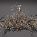 Dried Grass With Slender Curly Leaves And Brownish Yellow Natural Texture