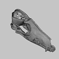 3D Rendered Animal Skull Anatomy Showing Internal Vascular System Details
