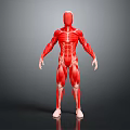 Detailed Human Muscles 3D Model Anatomical Structure Realistic Rendering View 3d model