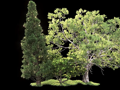 Tall Lush Arbor Trees With Green Foliage In Outdoor Landscape Setting 3d model