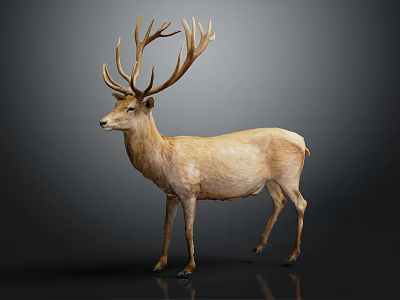 Realistic Light Brown Deer With Large Antlers Standing On Black Background 3d model