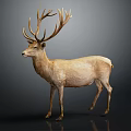 Realistic Light Brown Deer With Large Antlers Standing On Black Background 3d model