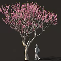 Arbor With Blooming Pink Flowers Curved Trunk And Person Walking Against Dark Background