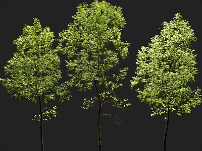 Three Vibrant Green Trees with Lush Foliage Isolated Against Black Background 3d model