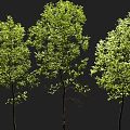 Three Vibrant Green Trees with Lush Foliage Isolated Against Black Background